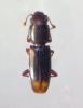 Rhizophagus sp.